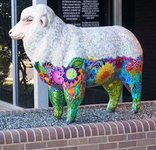 Photo of the sheep