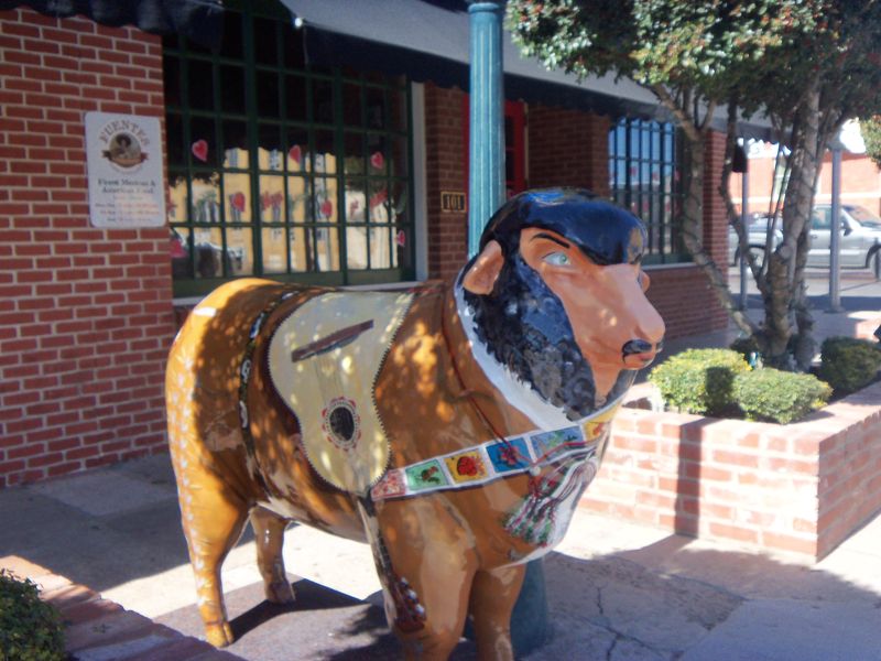 Photo of the sheep