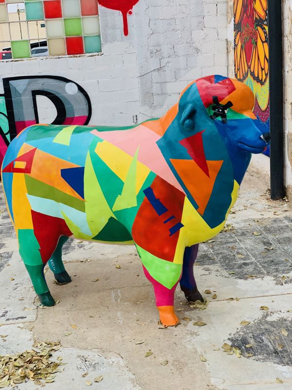 Photo of the sheep