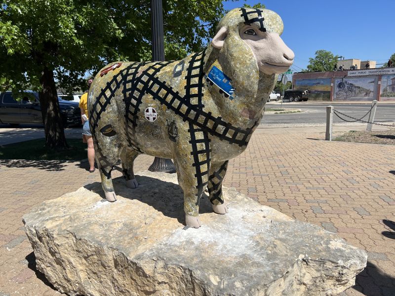 Photo of the sheep