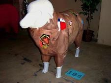 Photo of the sheep