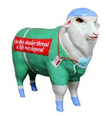 Photo of the sheep