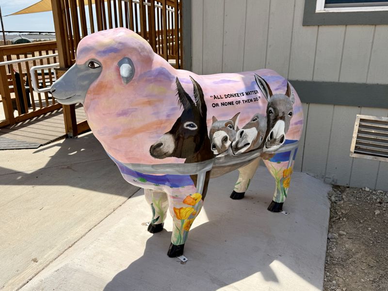Photo of the sheep