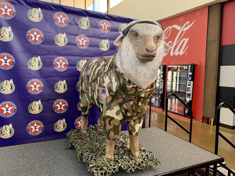 Photo of the sheep