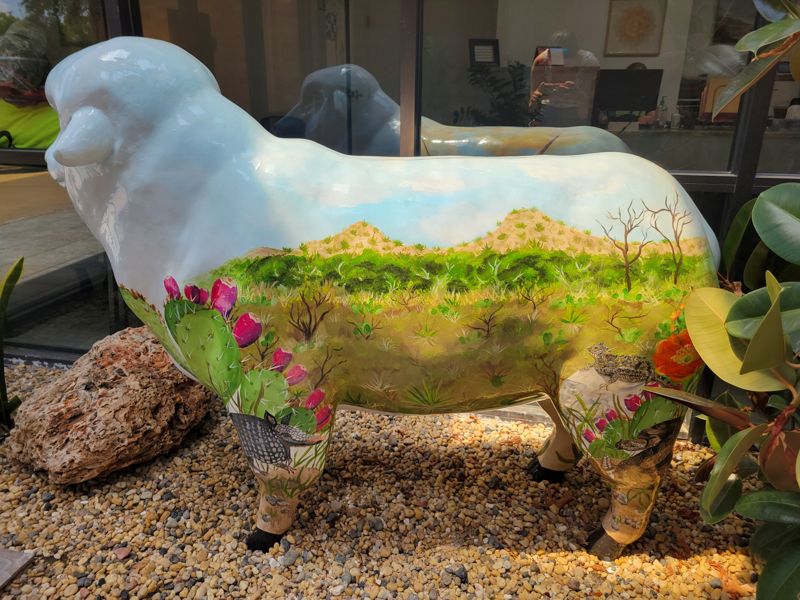 Photo of the sheep