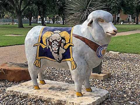 Photo of the sheep
