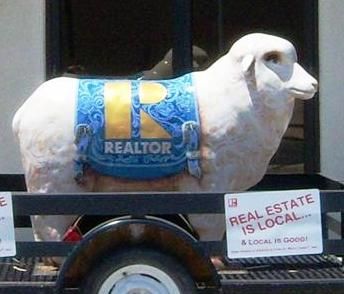 Photo of the sheep
